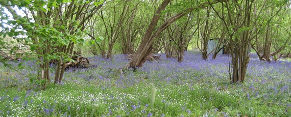 Bluebells in spring